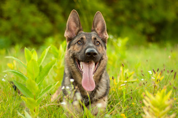 Portrait of a German Shepherd dog lying on the tall grass