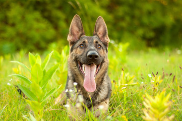 Portrait of a German Shepherd dog lying on the tall grass