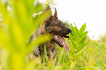 Portrait of a German Shepherd dog lying on the tall grass