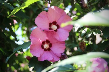 Hibiskus / Roseneibisch © FK-Textograf