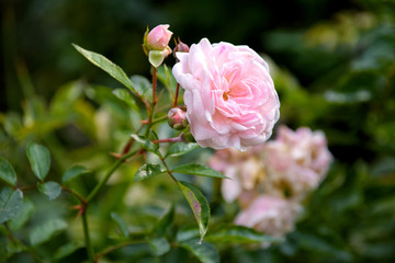 pink rose in the garden