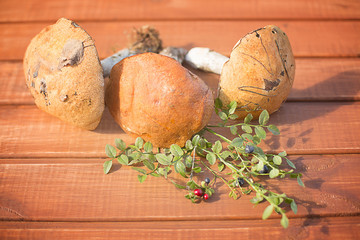 mushroom fungus orange-cap boletus  autumn with leaves of forest rustic on a wooden background and shoots of berries blueberries and cowberries in the sun