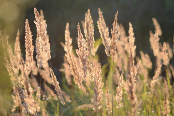 Steppe feather grass at sunset. Spikes of field grass in the evening sun. Shiny grass stems. Autumn grass. Brown color