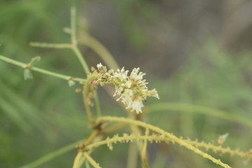 plant in the desert backdrop