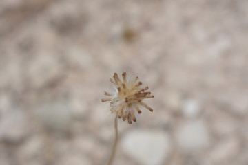 Fototapeta premium plant in the desert backdrop