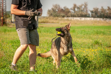 A german shepherd dog and his trainer with a ball