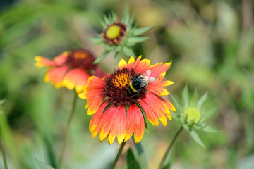 bee on yellow flower
