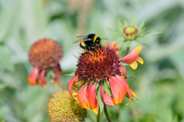 bee on a flower