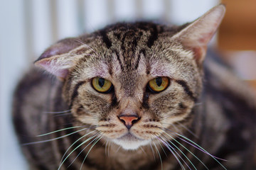 The cat are infected with Aural Haematoma on his ears.