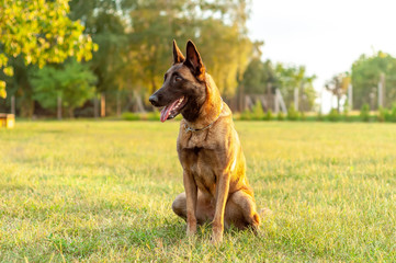 Portrait of a Malinois Belgian Shepherd dog sitting on the grass