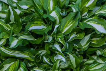Fototapeta na wymiar Green leaf colors texture