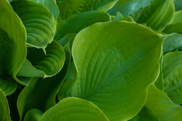 Obraz premium Green leaf colors texture