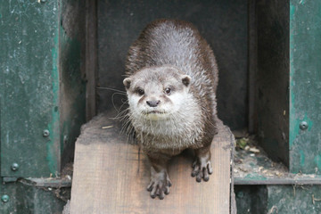Otter is leaving it's nest