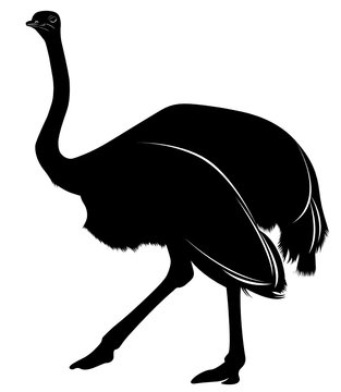 recommend clip art: silhouette of a bird ostrich isolated on white background