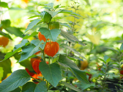 42 Best Madeira Winter Cherry Images Stock Photos Vectors Adobe Stock 42 Best Madeira Winter Cherry Images Stock Photos Vectors Adobe Stock