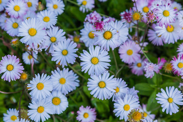 Fototapeta premium Pink flowers on the background of green grass