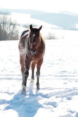 Brown horse rolling in the snow
