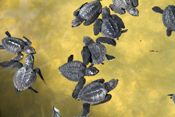Hatched sea turtle leaving footprints in the wet sand on it's way into the ocean