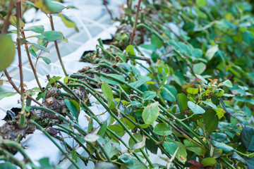 close-up of irrigation beds in the greenhouse. industrial hothouse for growing roses