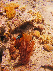 view of corals and fish in the Red Sea