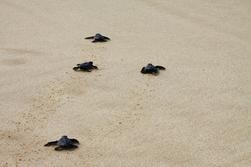 Hatched sea turtle leaving footprints in the wet sand on it's way into the ocean
