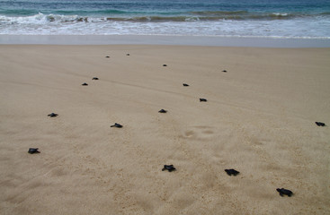 Hatched sea turtle leaving footprints in the wet sand on it's way into the ocean