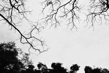 silhouette tree branches and leaves in nature - monochrome