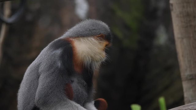 Red-shanked douc life in the wild