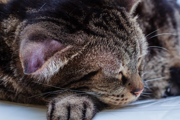The cat are infected with Aural Haematoma on his ears.