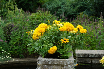 Yellow marigolds