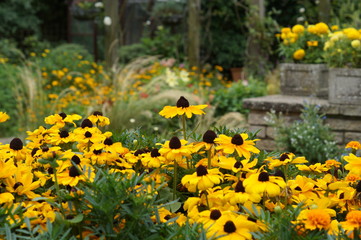 Rudbeckia Totto