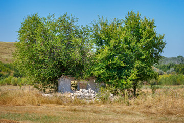 The group of green trees in the field with the old ruin of rural detached house