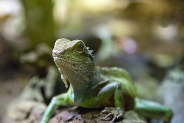 Gekko