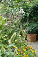 Agastache blue and white