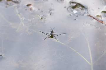Gerridae