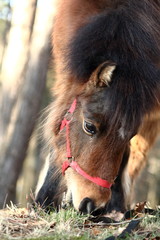 Shetland pony