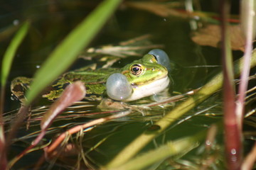 Grenouille verte