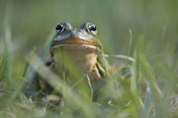 Green frog (Rana esculenta), sits in the grass, animal portrait, Lower Saxony, Germany, Europe