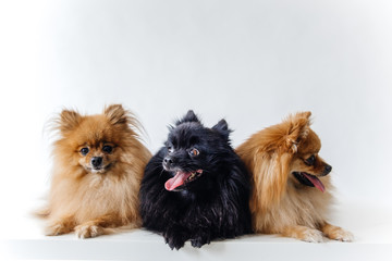 an image of furry Spitz puppy on white background