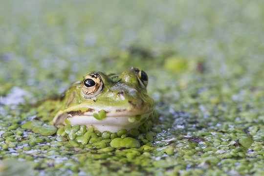 Green frog (Rana esculenta), between duckweed (Lemna minor), Lower Saxony, Germany, Europe