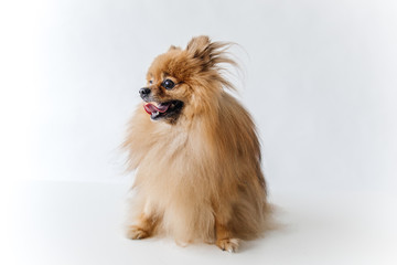 an image of furry Spitz puppy on white background
