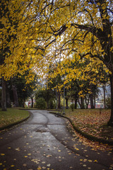 Viale d'autunno