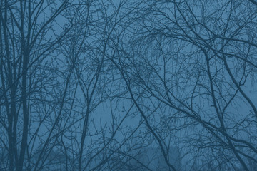 Obraz premium Foggy weather forest