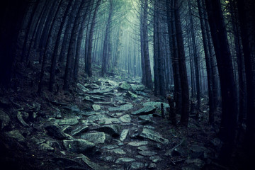 Path through a dark forest. Dark woodland at rainy weather - 221283801