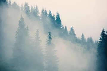 Photo sur Plexiglas Forêt dans le brouillard Paysage brumeux avec forêt de sapins dans un style rétro vintage hipster