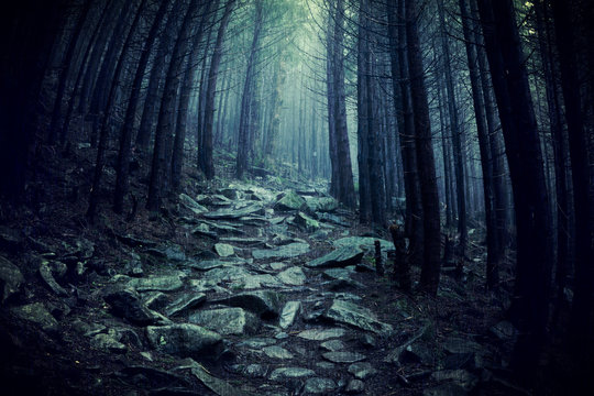 Fototapeta Path through a dark forest. Dark woodland at rainy weather