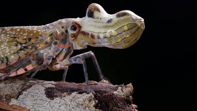 Lantern Bug (Fulgora laternaria, family Fulgoridae) walks along a branch  in the rainforest, Ecuador.