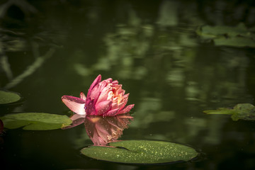A beautiful bud of the pink Nymphaea 'Perry's Orange Sunset' is reflected in the water. Dark green background.  Place for your text.