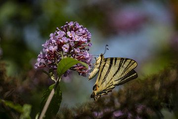 Macro photo of Swallow tail `Iphiclides podalirius` butterfly on  the flowering bush of Buddleja davidii. Natural sunlight.