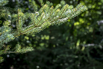 Texture of green and silvery spruce needles on the branches of Abies koreana 'Silberlocke' on the dark green background. Close-up in natural sunligh. Place for your text.